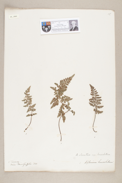 NHM_HH_4.64-2010 image NHM_HH_4.64-2010