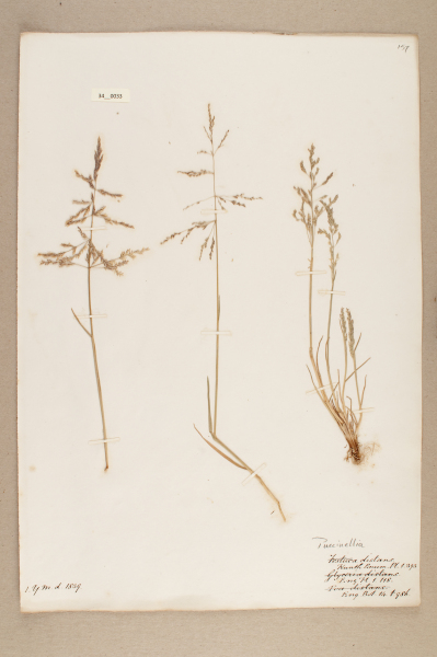 image NHM_HH_34.33-2010