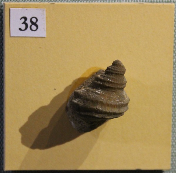 image NHM.499-2017