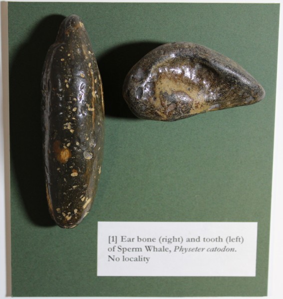 image NHM.172-2016