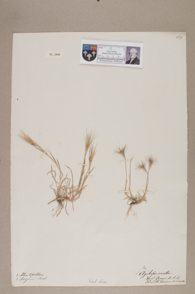 image NHM_HH_36.49-2010