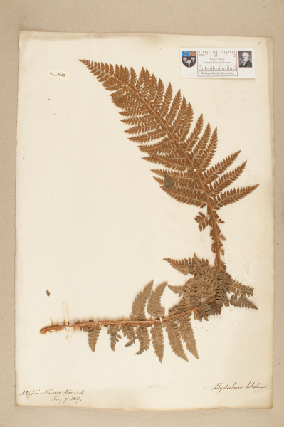 NHM_HH_41.48-2010 image NHM_HH_41.48-2010