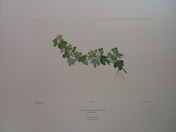 image FDA-E.2916_2_7-2016-A