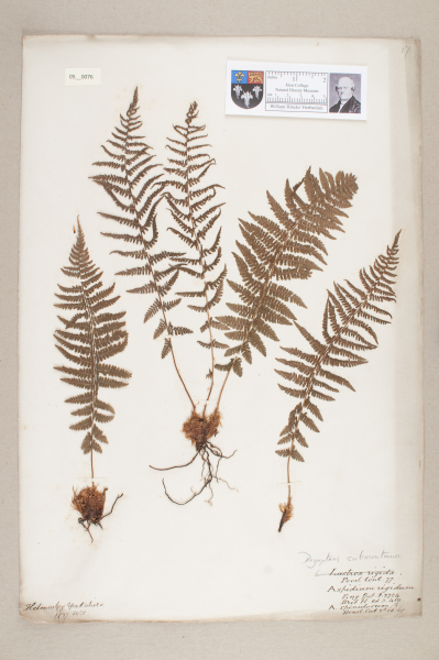 NHM_HH_5.76-2010 image NHM_HH_5.76-2010