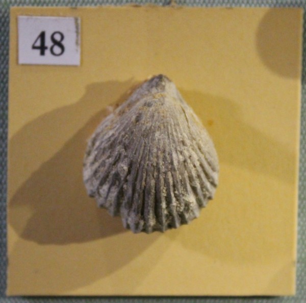 NHM.509-2017 image NHM.509-2017
