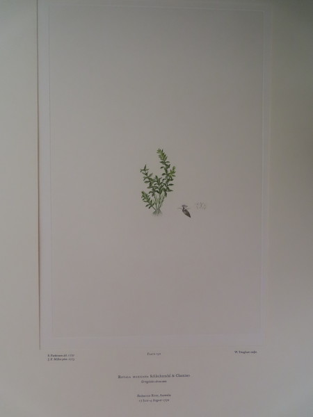 FDA-E.2916_6_21-2016-A image FDA-E.2916_6_21-2016-A