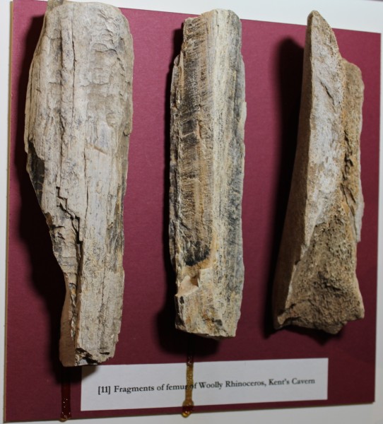 image NHM.182-2016