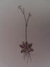 image FDA-E.2916_8_20-2016-A