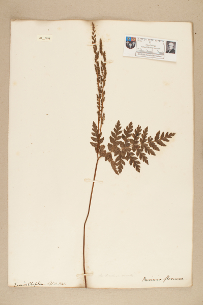 NHM_HH_41.58-2010 image NHM_HH_41.58-2010