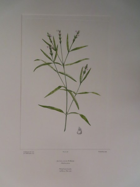 FDA-E.2916_12_4-2016 image FDA-E.2916_12_4-2016