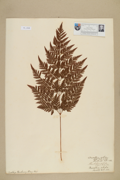 NHM_HH_42.148-2010 image NHM_HH_42.148-2010