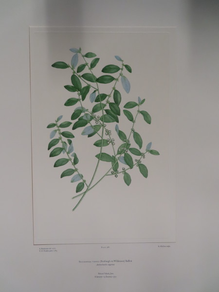 FDA-E.2916_18_16-2016-A image FDA-E.2916_18_16-2016-A