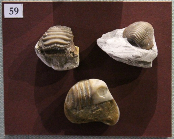 NHM.520-2017 image NHM.520-2017
