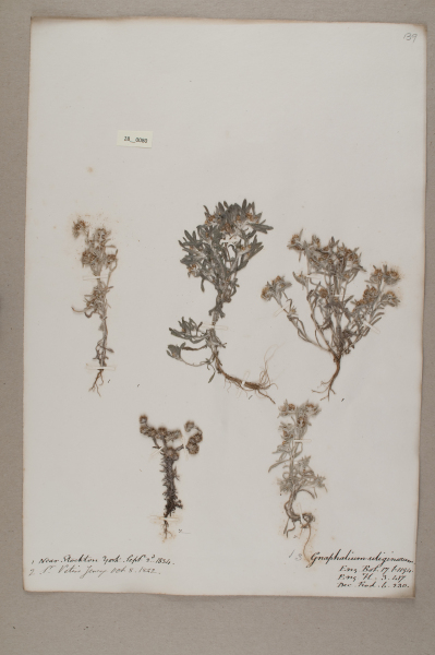 image NHM_HH_28.80-2010