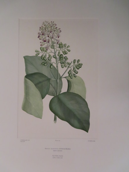 FDA-E.2916_12_9-2016 image FDA-E.2916_12_9-2016