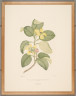 image FDA-E.2916_1_4-2016-cr