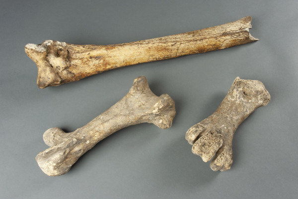 NHM.575-2017 image NHM.575-2017