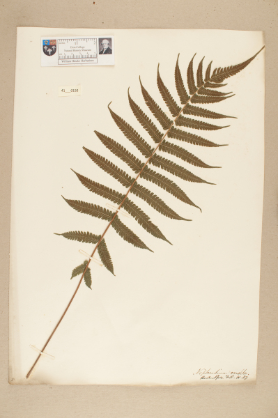 NHM_HH_41.150-2010 image NHM_HH_41.150-2010