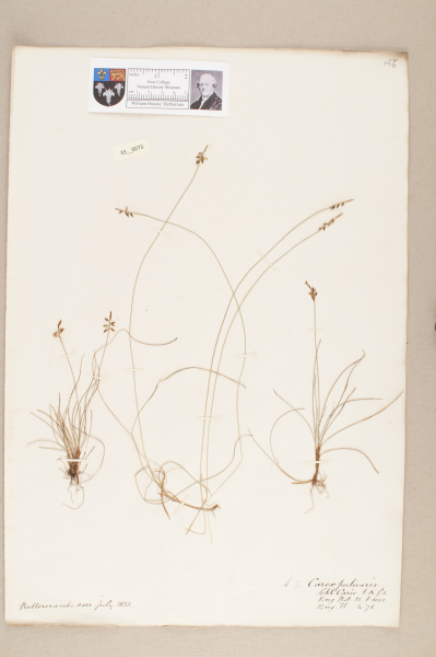 image NHM_HH_33.73-2010