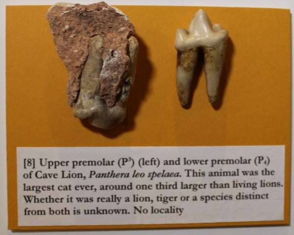 NHM.279-2016 image NHM.279-2016