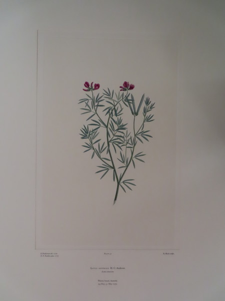 FDA-E.2916_3_15-2016-A image FDA-E.2916_3_15-2016-A