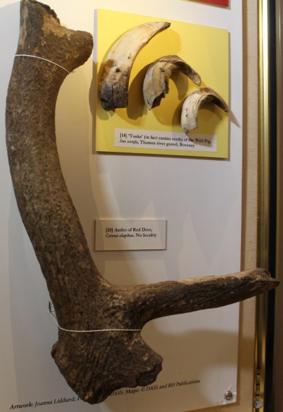 image NHM.289-2016