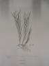image FDA-E.2916_26_16-2016-A