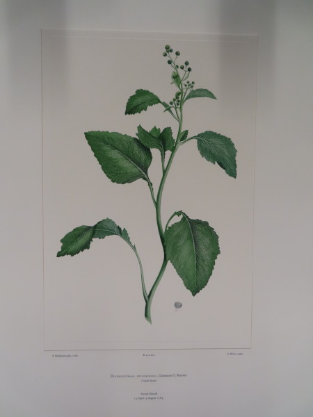 image FDA-E.2916_29_14-2016-A