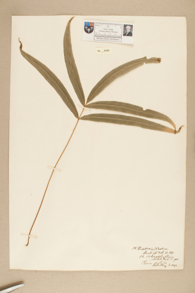 NHM_HH_41.169-2010 image NHM_HH_41.169-2010