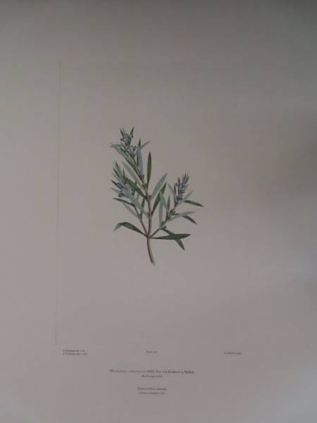 image FDA-E.2916_11_25-2016