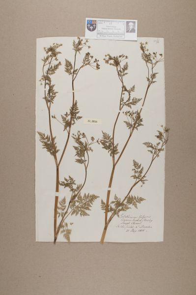image NHM_HH_21.16-2010