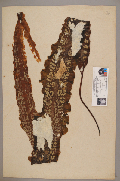 image NHM_HH_1.38-2010