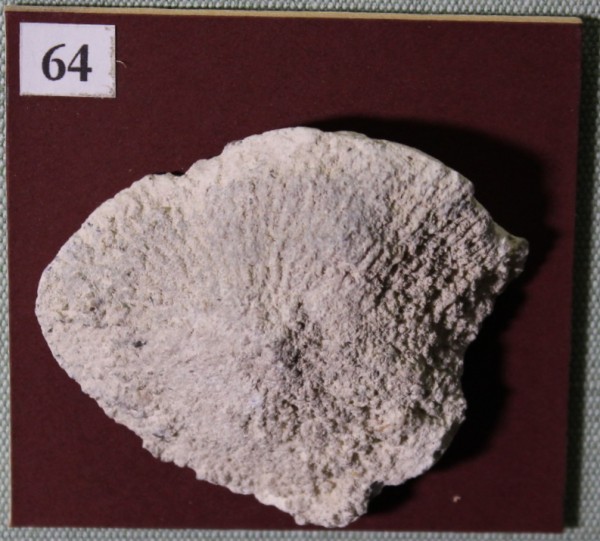 image NHM.525-2017