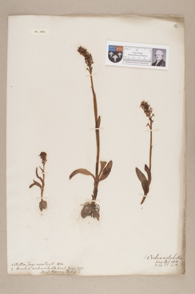 NHM_HH_40.51-2010 image NHM_HH_40.51-2010