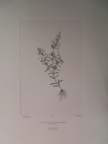 FDA-E.2916_11_8-2016-A image FDA-E.2916_11_8-2016-A