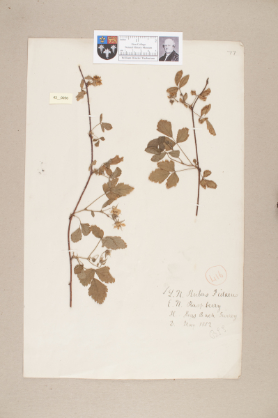 NHM_HH_43.56-2010 image NHM_HH_43.56-2010