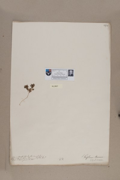 image NHM_HH_16.27-2010