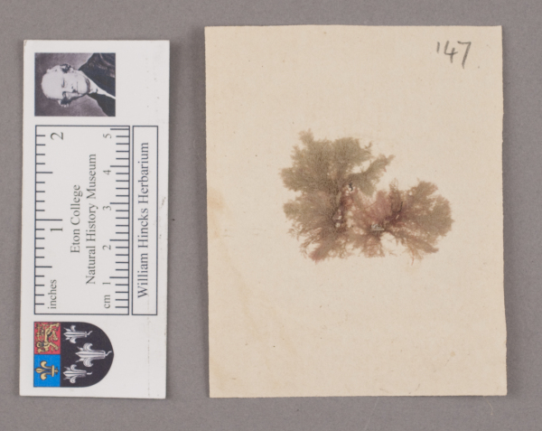 image NHM_HH_1.147-2010