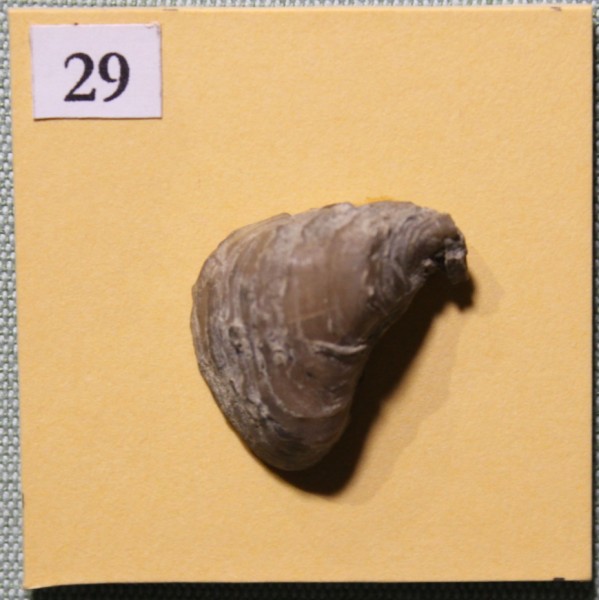 image NHM.490-2017