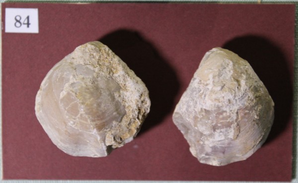 image NHM.545-2017