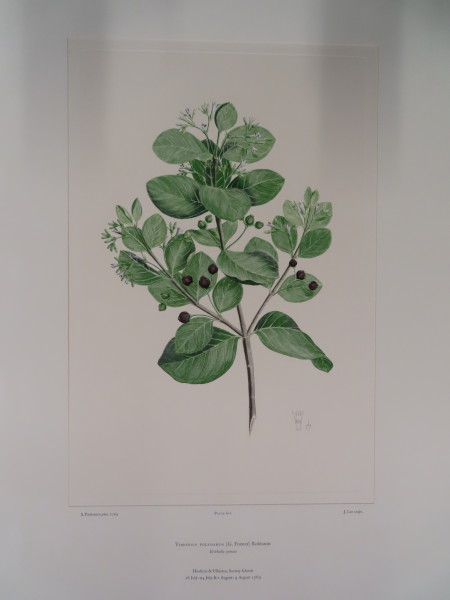 image FDA-E.2916_29_8-2016