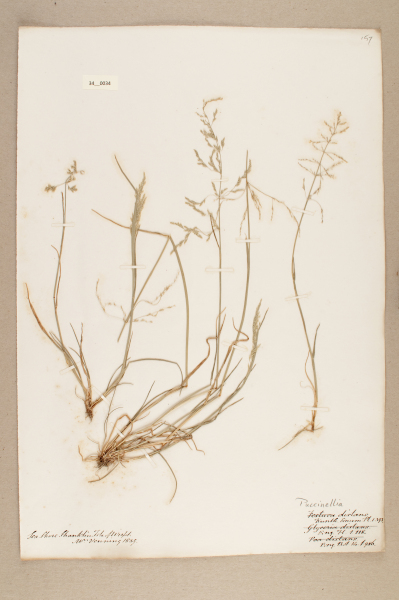 image NHM_HH_34.34-2010