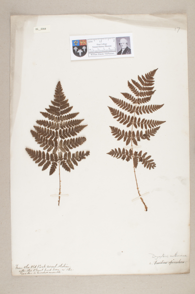 NHM_HH_5.68-2010 image NHM_HH_5.68-2010