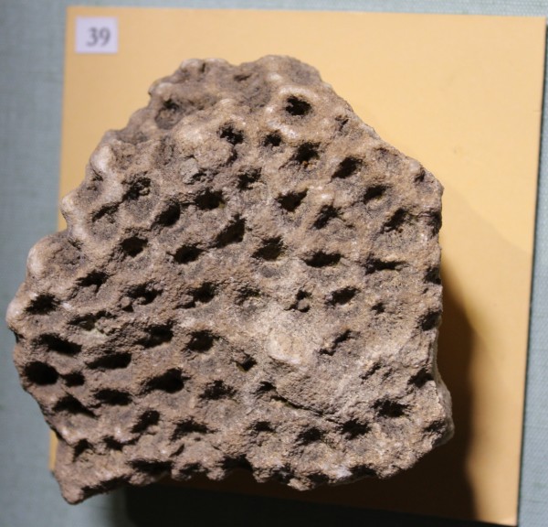 image NHM.500-2017