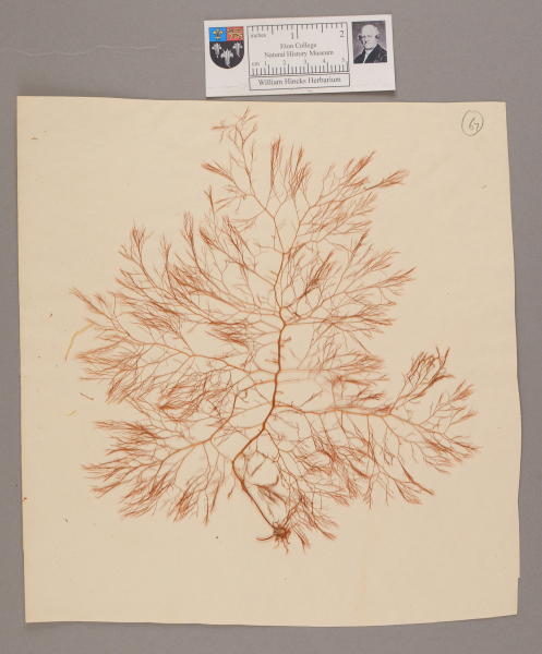 image NHM_HH_1.67-2010