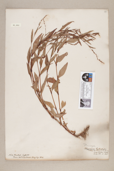 image NHM_HH_8.52-2010