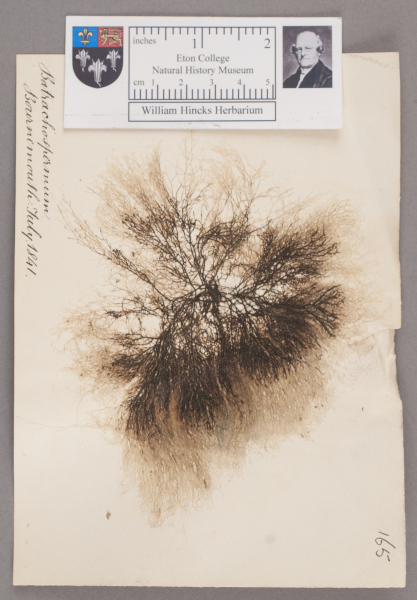 NHM_HH_1.165-2010 image NHM_HH_1.165-2010