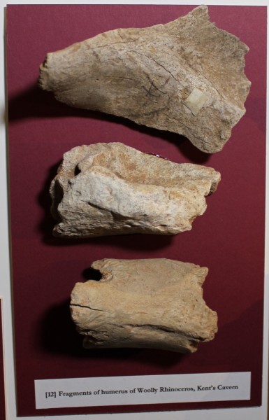 image NHM.183-2016