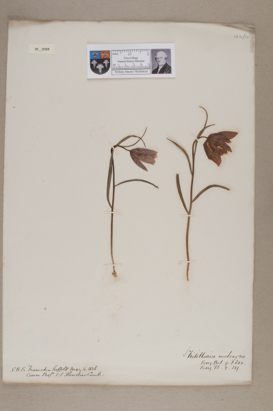image NHM_HH_38.8-2010