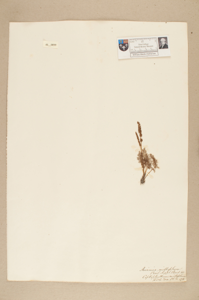 image NHM_HH_41.59-2010